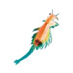 KOSMOS Vodní mazlíček žábronožka