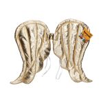 Set karneval - zlaté křídla 50x40 cm