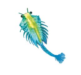 KOSMOS Vodní mazlíček žábronožka